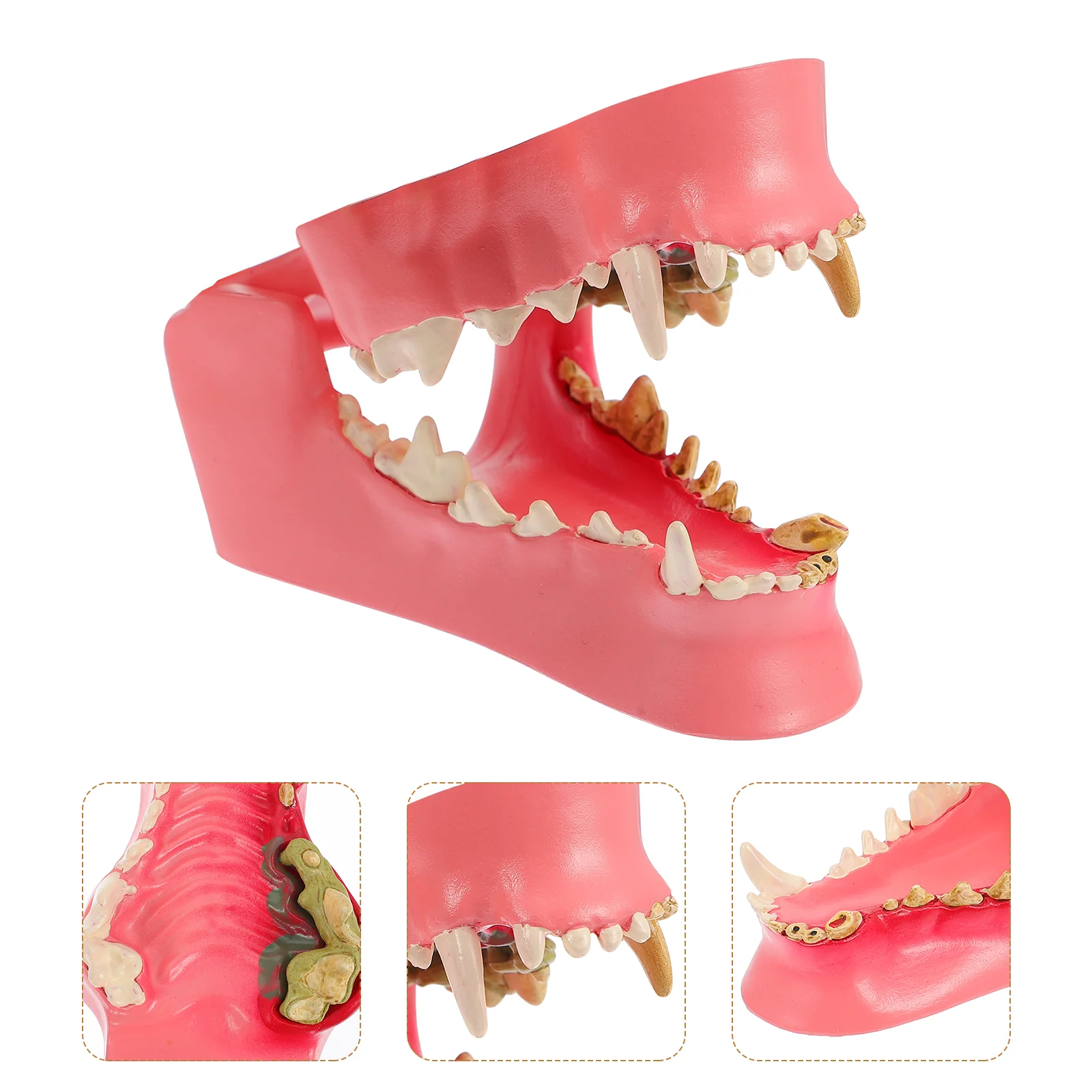 

Модель собаки зубы, модель для исследования, демонстрация зубов