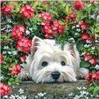 Набор для рисования по номерам на холсте Белая собака, сафлор