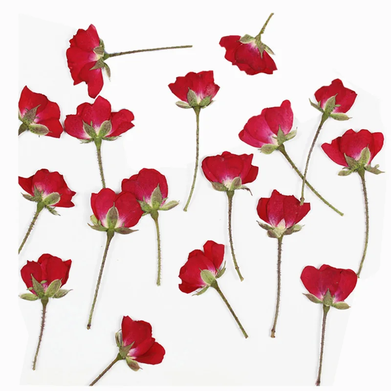

60 pcs Natural Embossed specimens of dried rose flowers with branches DIY glue dried flower phone case pressed flower Making