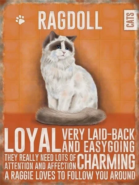

Ragdoll Cat Kitten Moggie Cattery Metal Plaque Tin Sign