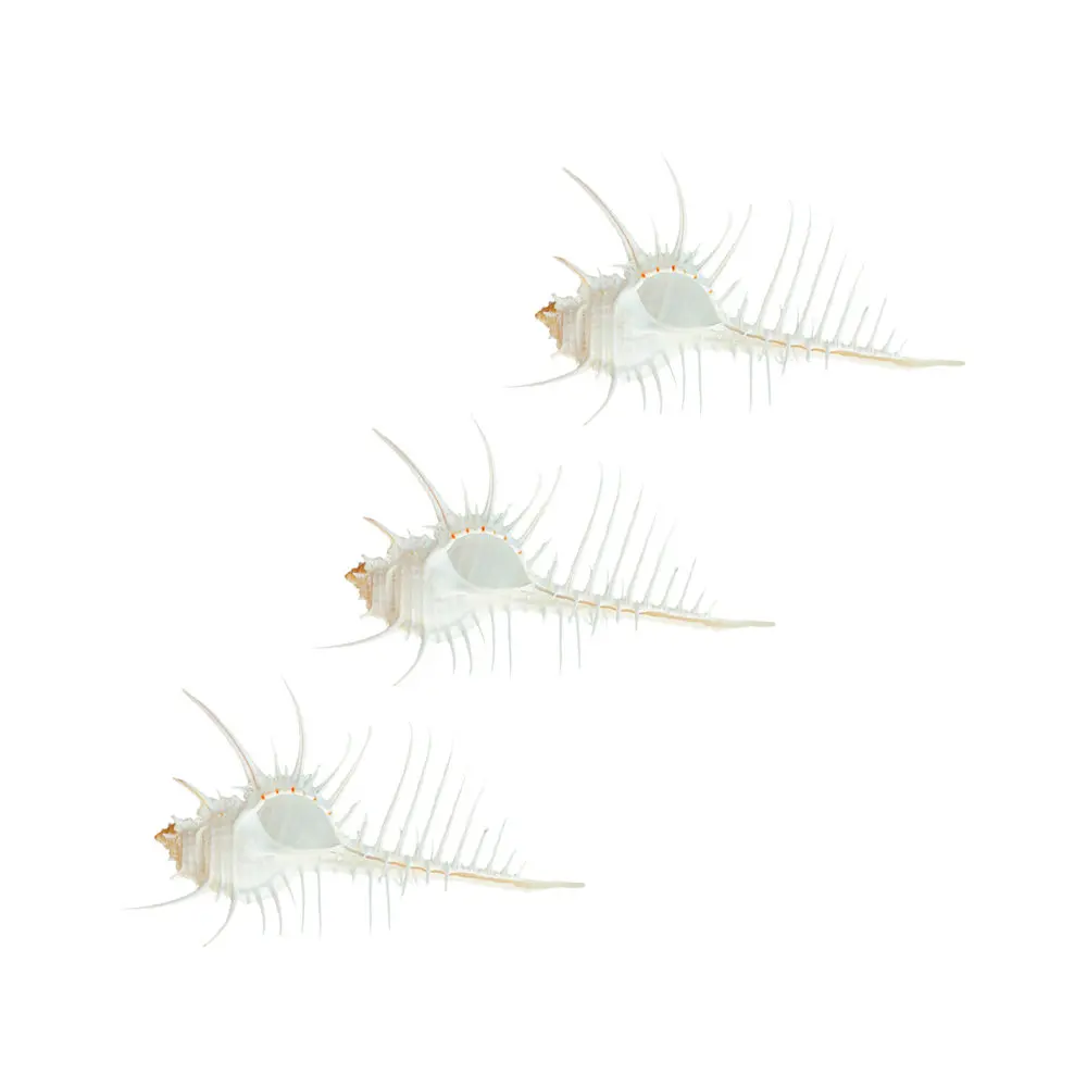 7-12 см в виде раковины для Индийского океана натуральный мурекс окаменевшая