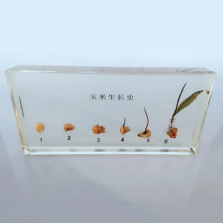 

Corn Germination and Growth Process Embedded Specimen Real Plant Growth History Specimens Models Biology Botany Teaching Aids