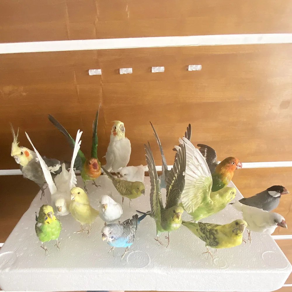 2 шт. таксидермия начинкой Евразийский Melopsittacus напалеон/волнистый Попугайчик