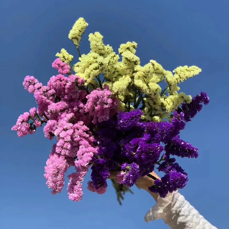

1 Bouquet Natural Fresh Dried Flowers Do Not Forget Me Preserved Flowers Branch Home Wedding Living Room Decoration Christmas