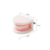 dental teeth model standard teaching learning practice typodont demonstration plastic tooth model easyinsmile