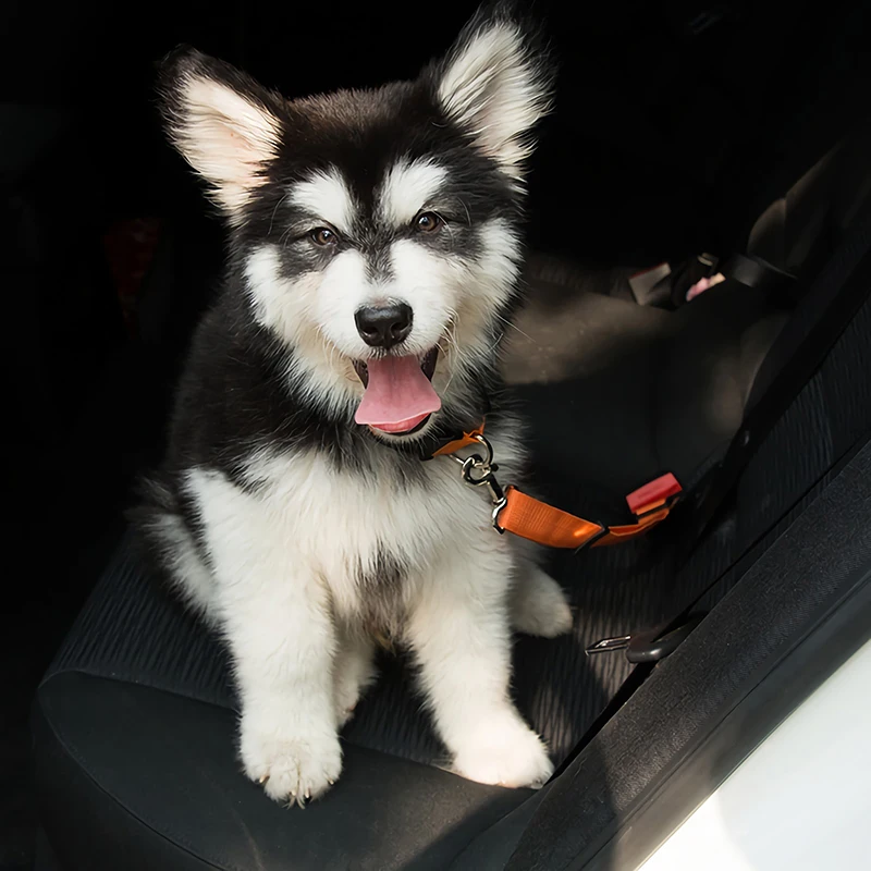 Автомобильный ремень безопасности для домашних животных собак и кошек прочный