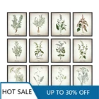 Травяная живопись на холсте, винтажные травяные иллюстрации, постеры и принты, кулинарные травы, ботаническая кухня, украшение стены для дома