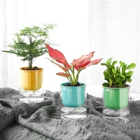 simplicity macaron color straight transparent flowerpot potted plants automatic water absorption resin