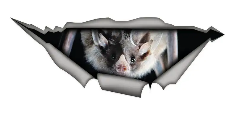 

2021 Sticker, Bat car sticker , bat decal, animal sticker