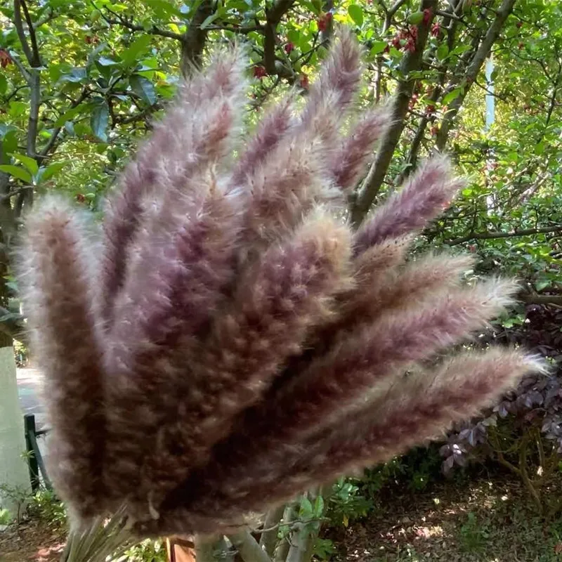 

15PCS 60cm Immortal Pampas Grass Reed Home Decor Plant Accessories Decoration Wedding Photo Props DIY Flores Secas Materials