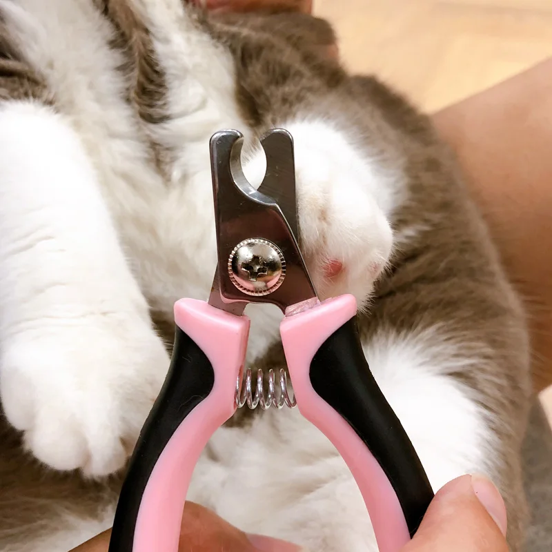 

Small Pet Cat Grooming Supplies Toe Claw High Quality Stainless Steel Grooming Nail Scissors Trimm Good Cat Supplies QOO50MR
