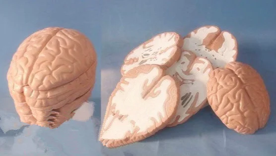 

Human Brain Anatomical 1:1 Model Horizontal Cutting Anatomy Model of Head and Brain Medical Science Teaching Anatomical Models