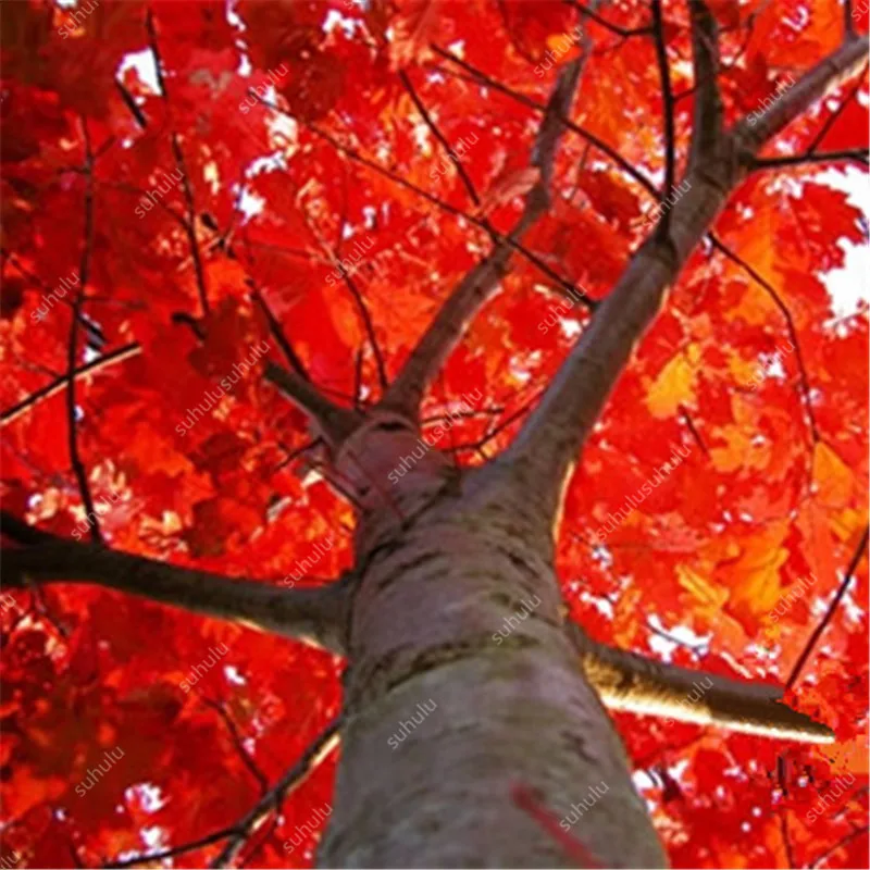 10 шт. искусственный дуб | Дом и сад