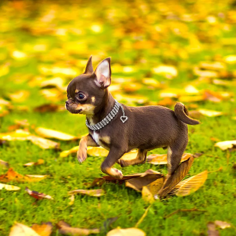 Стразы ошейник для собак из сплава со стразами щенков аксессуары маленьких кошек