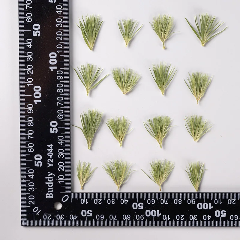 

100pcs Pressed Dried Flower Green Grass Herbarium For Nail Art Jewelry Bookmark Phone Case Invitation Card DIY