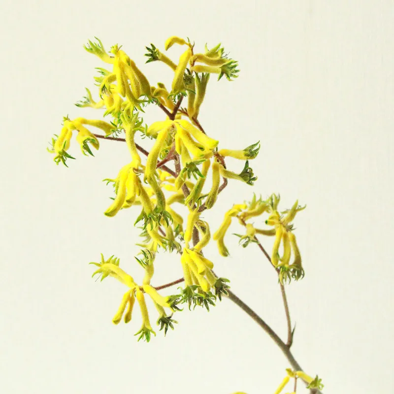 6 шт. Рождественский Декор Кенгуру Коготь сухоцветов букеты натуральных растений