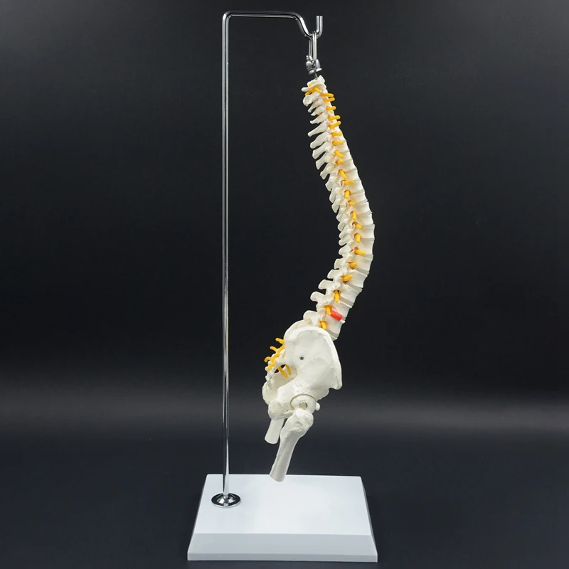 45CM Human Spine with Pelvis Model Anatomical Anatomy Medical Spinal Column Model+Stand Flexible | Инструменты