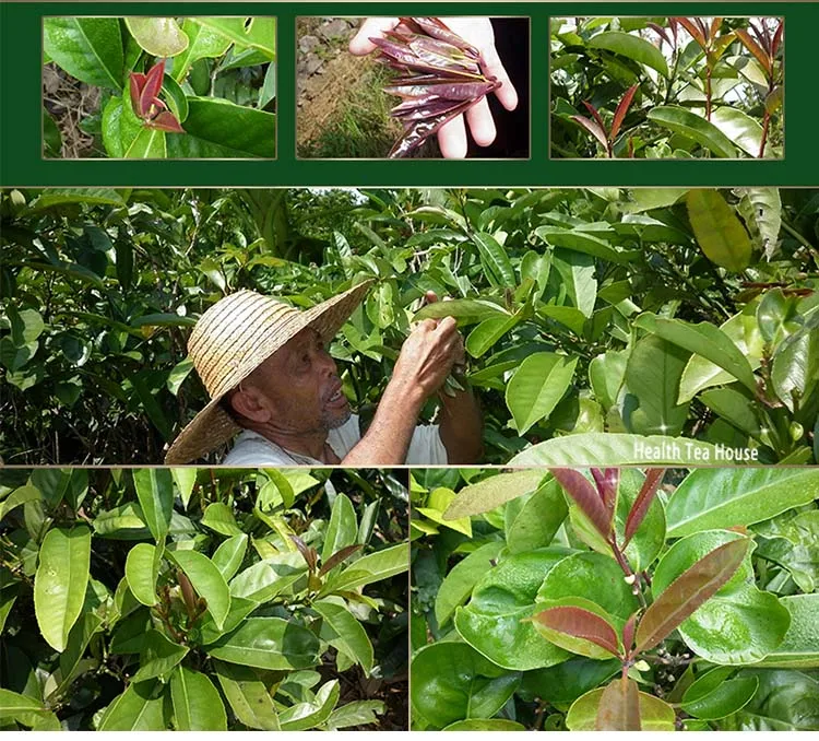 2021 травяное лечение ожирения и астмы задержка старения | Дом сад