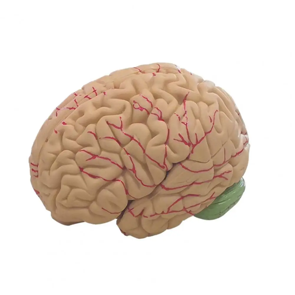 

1 Pcs Early EducationHuman Brain Model Toy Simulation 8-Part PVC Life-size Anatomy Teaching Tool for Classroom