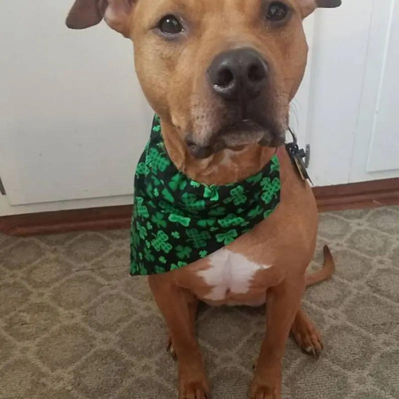 New Hot Green Plant Pattern Cat Dog Bandana Bibs Scarf Adjustable Pet Neckerchief Saliva Towel for Small Medium Dogs | Дом и сад