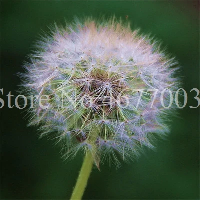 Taraxacum монгольский цветок бонсай, Одуванчик красивый монгольский Одуванчик бонсай Diy товары для домашнего сада травяные плантации 100 шт - Цвет: 100pcs2