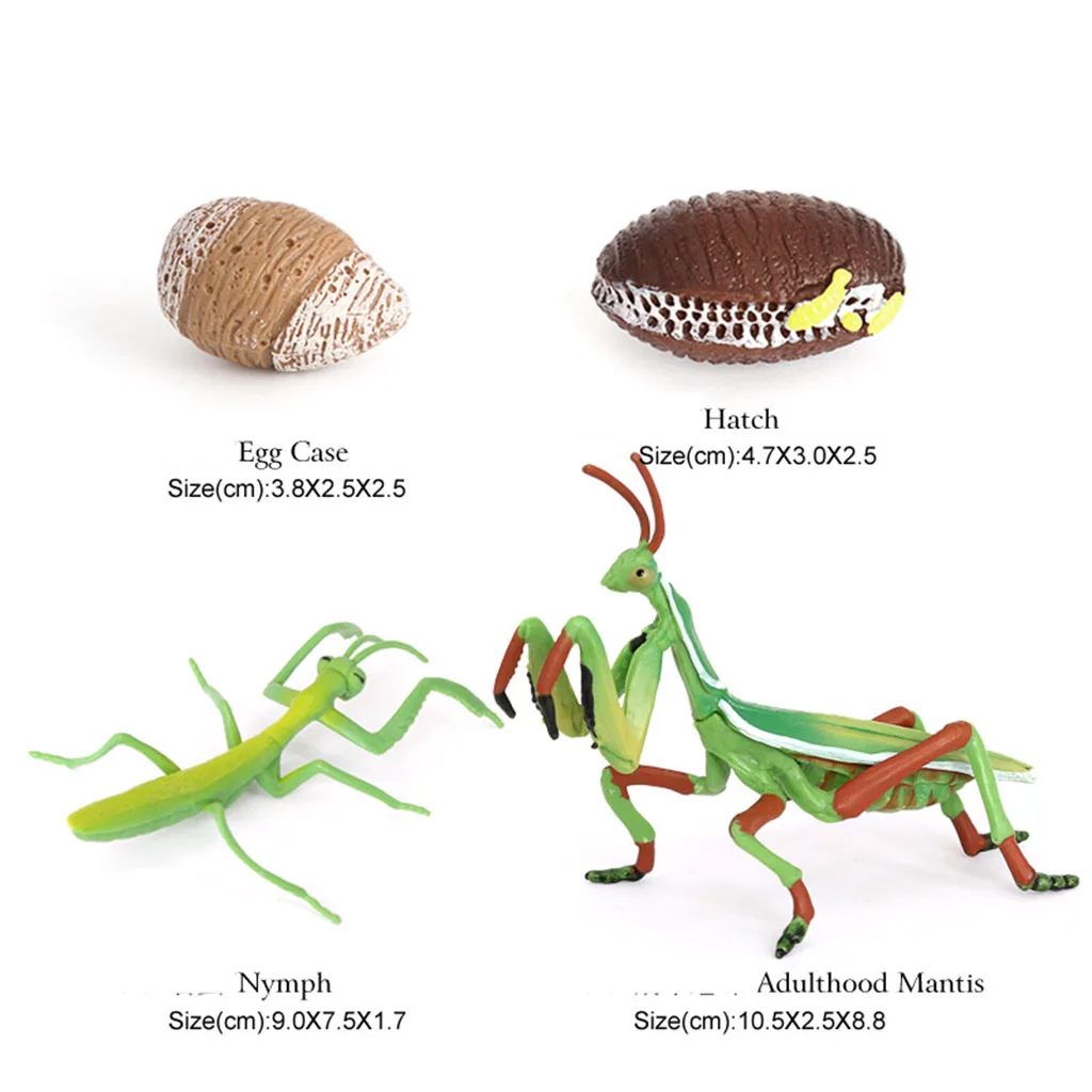 

Animals - Realistic Life Cycle of a Set - 4 Separate Pieces in Set