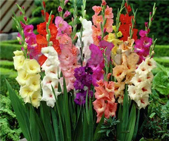 100/мешок различных многолетних Gladiolus цветок бонсай, редкий меч лилии Флорес очень красивый для домашнего сада посадки
