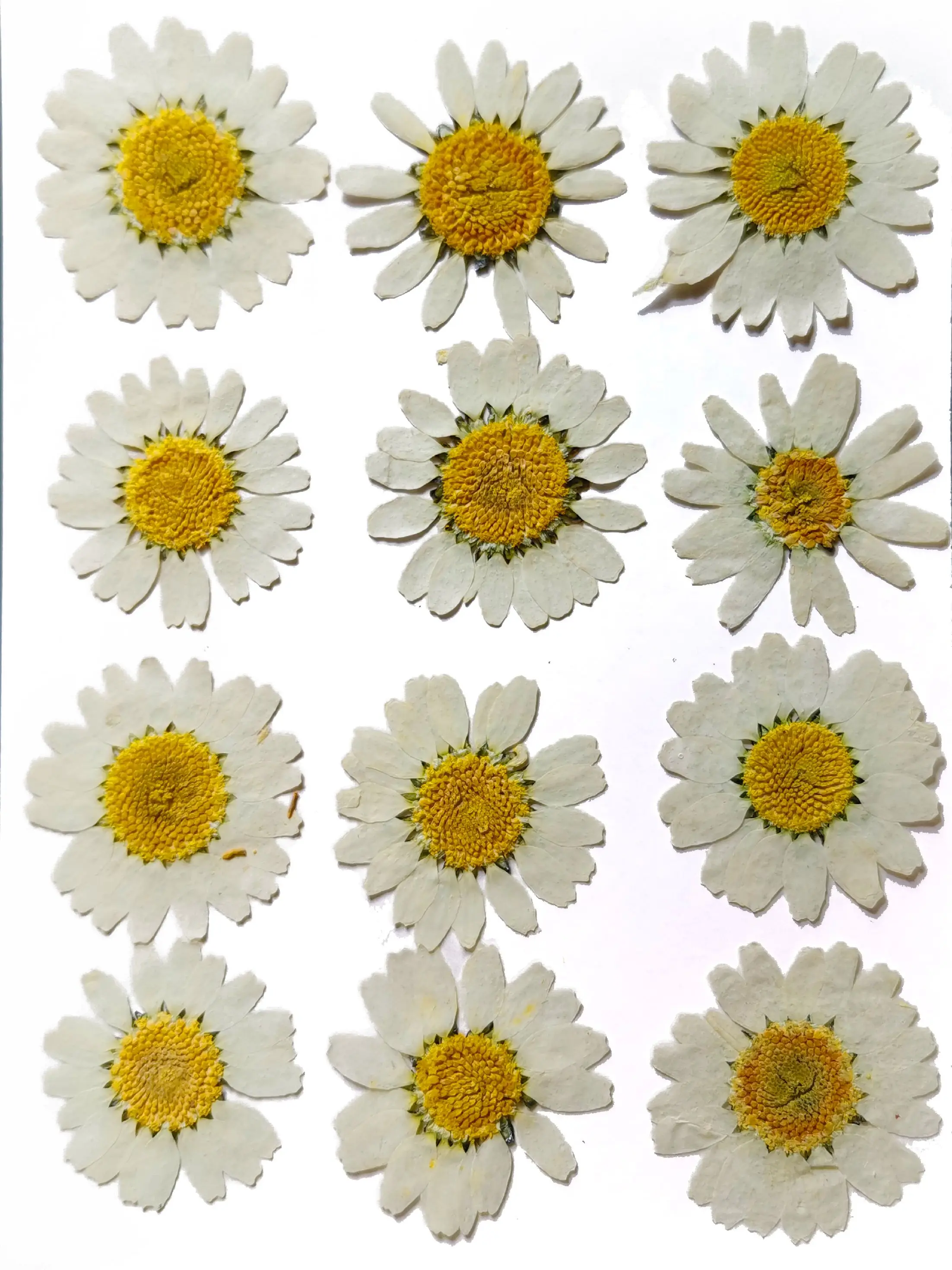 Настоящие сушеные натуральные прессованные цветы смешанные листья набор