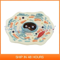 enlarged 20000 times animal cell model medical supplies and equipment science anatomical