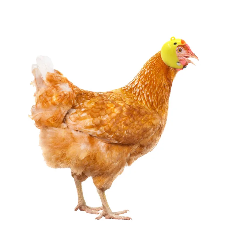 

Шлем для маленьких домашних животных, жесткая шляпа для цыплят, уток, перепелок, товары для домашних животных