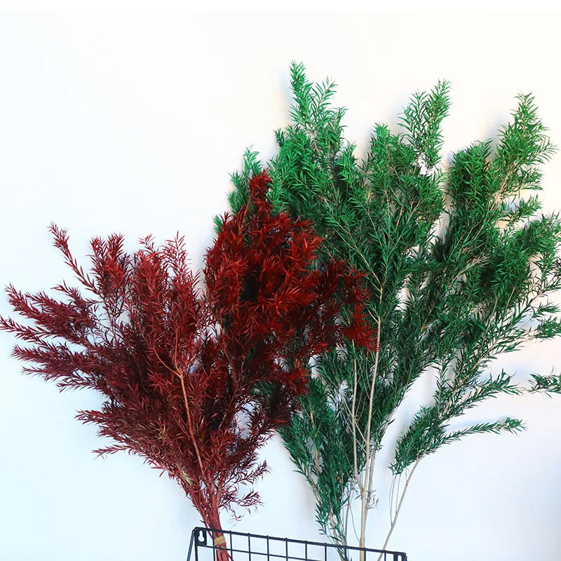 

Rushed Decorative Eternal Grass Dried Natural Preserved Forever Melaleuca Bracteata Fleur Nep Blancas Bouquet Pampas Lavendel