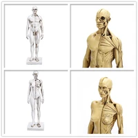 mrzoot resin skull human model sketch teaching medical human muscle model teaching mold