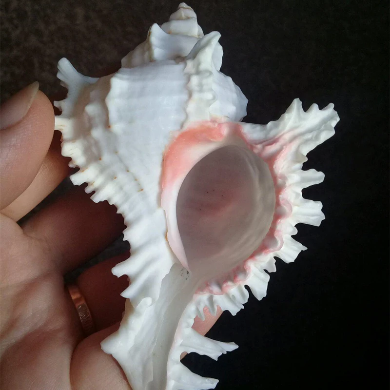 Натуральная раковина домашний украшения на свадьбу день рождения подарок