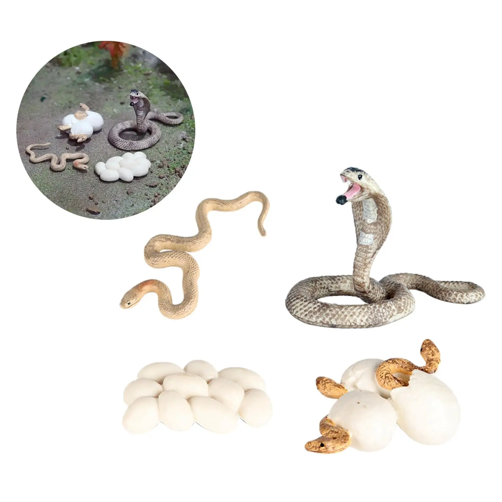 

Nature Growth Figure Model Kids Education Imagination Toys Role Play