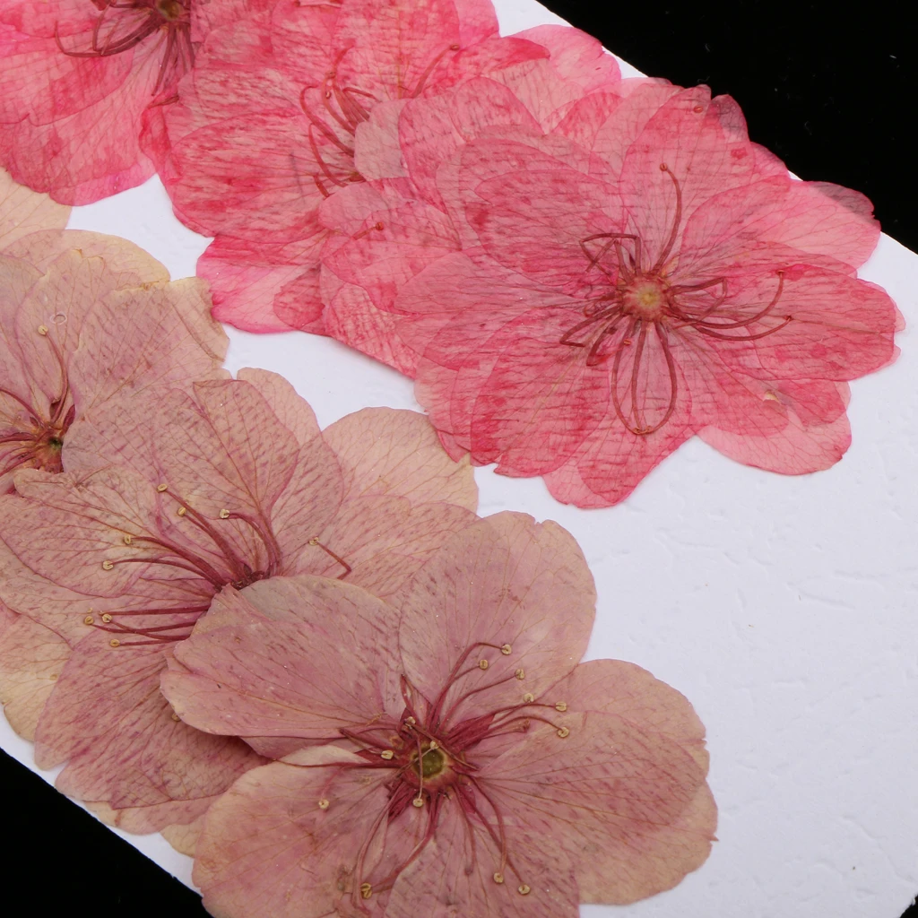 

10pcs Natural Pressed Dried Sakura Flower Cherry Blossom for DIY Arts Crafts