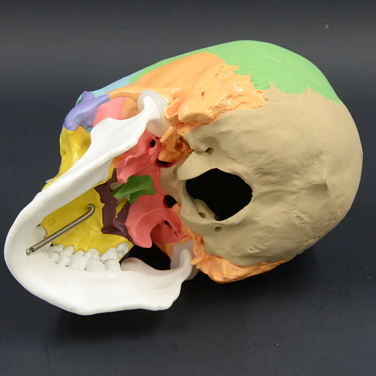 

Early Educational Model Toys Colorful Nordic Style Human Skull 1:1 Model Anatomical Anatomy Teaching Studying Teaching Supply