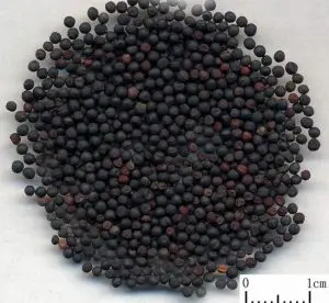 2 шт./упаковка наклейки для ушных семян|acupuncture seeds|acupuncture needleear seeds |
