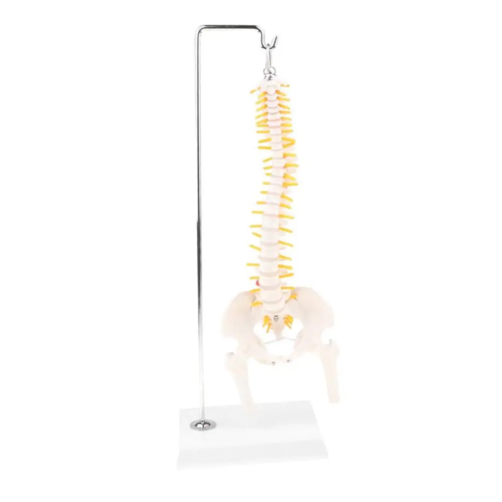 45 см человеческий позвоночник скелетный Поясничный с тазом медицинский