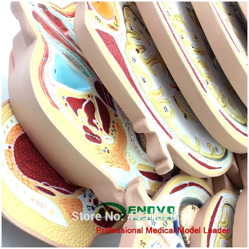 Эново мозговая транссекция модель для медицинского мозга КТ mrт магнитно