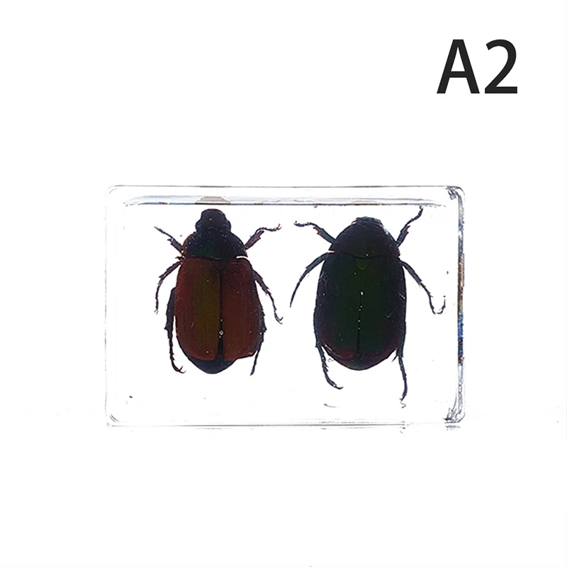 Лидер продаж 1 шт. образец божьей коровки Scarab в прозрачной смоле обучающий
