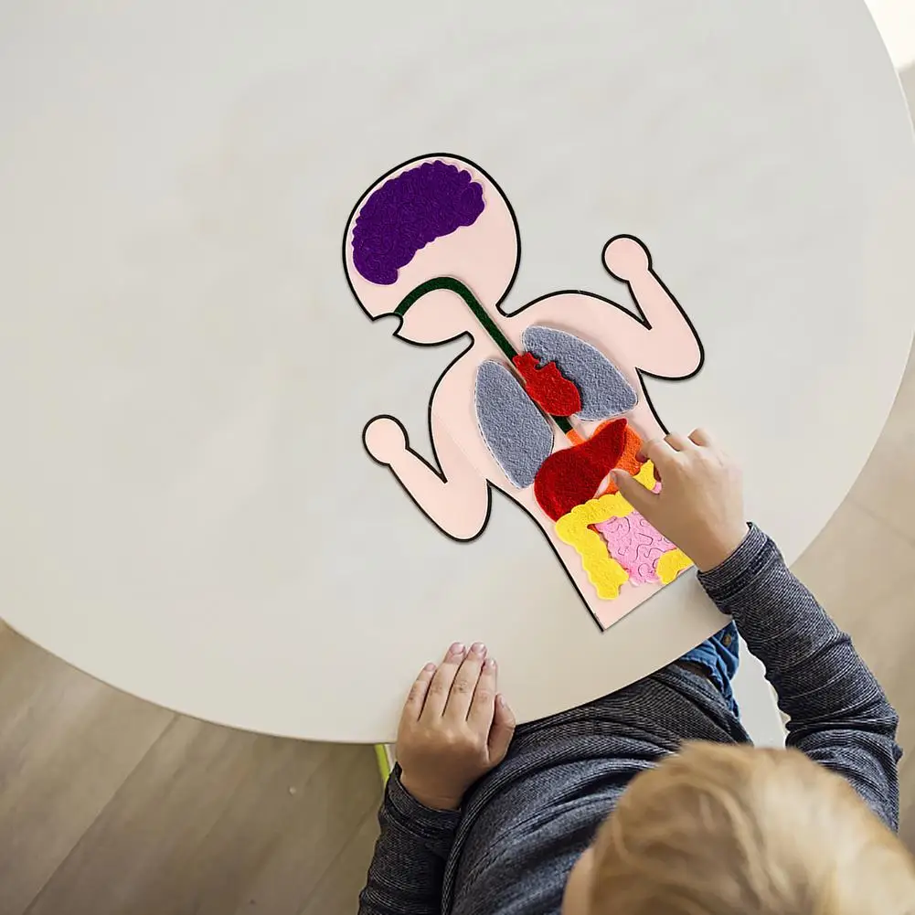 Инструменты для обучения органов детали человеческого тела сделай сам игрушки