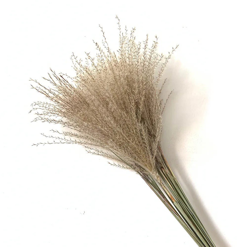 

Бесплатная доставка, 20 шт., пампасы, трава, натуральная, настоящая, пампасы, трава, сушеная, Декор для дома, офиса, украшения для растений, Свад...