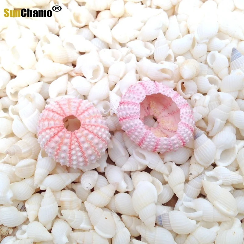 3 шт. ракушки для морского ворса 3-5 см | Дом и сад