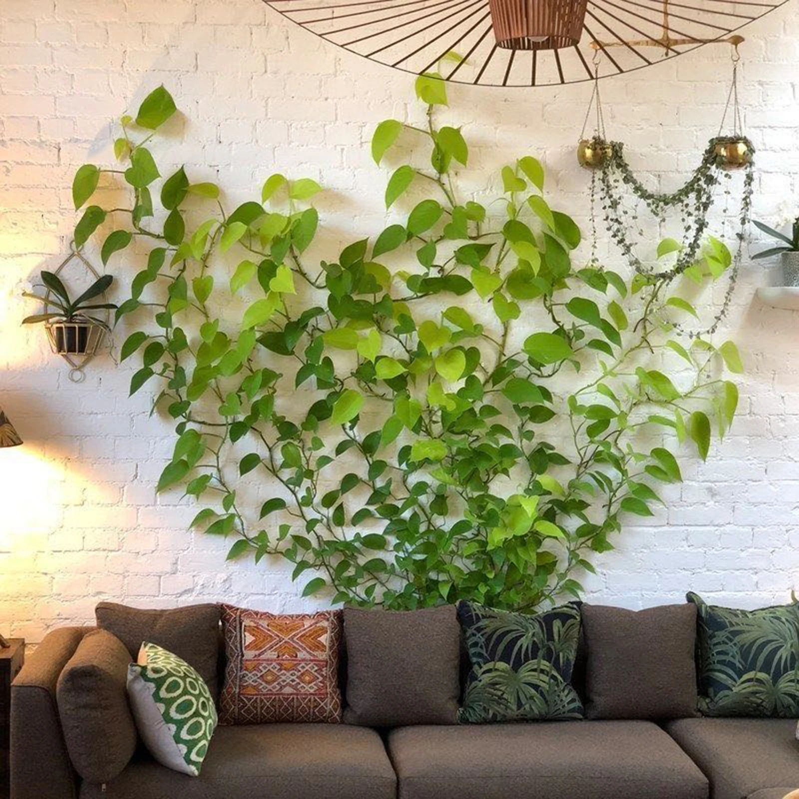 

100pcs Plant Climbing Wall Fixture Clips Self-adhesive Fastener Tied Vine Buckle Hook Wall Vine Clips Fixed Buckle Hook Tools