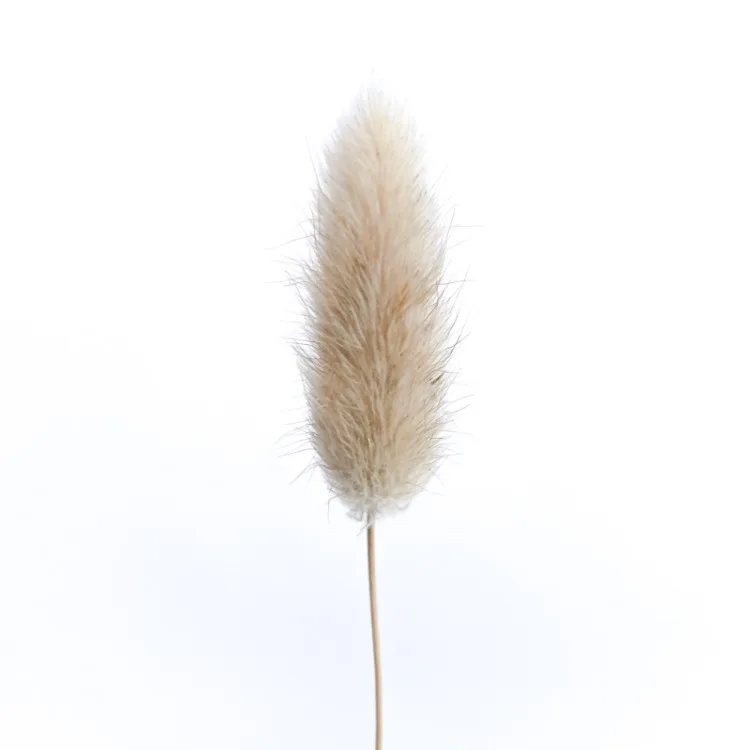 

30 stems Dried Flower Bunny Tail Natural Plants Floral Rabbit Grass Bouquet Home Decoration Accessories Photography Props Flores