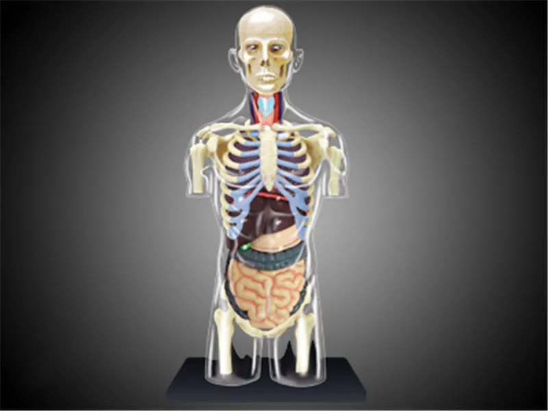 Человеческое тело splanchnic 4d мастер головоломка сборка игрушка человеческое