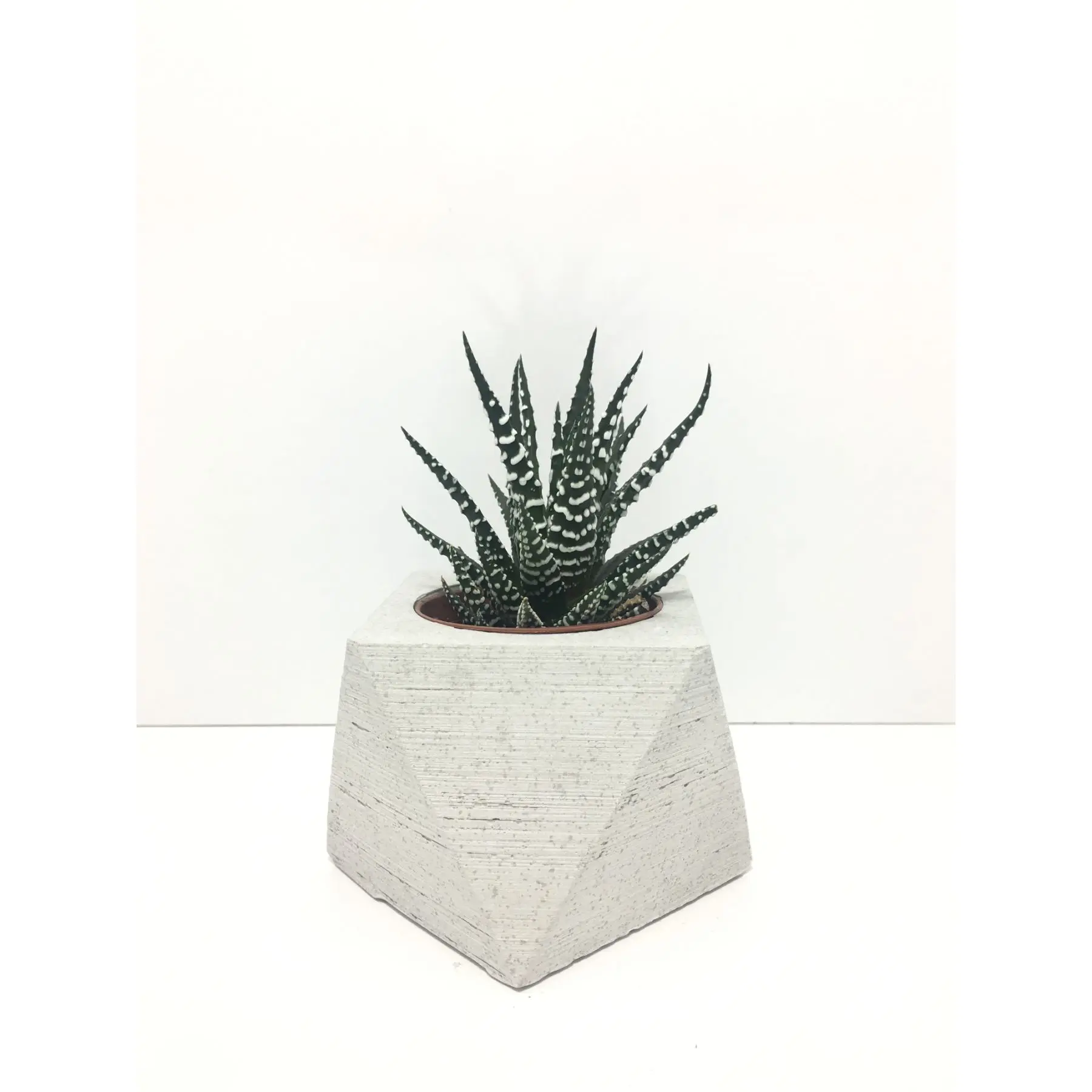 

Square Concrete Pot and Live Sukulent - YE1604