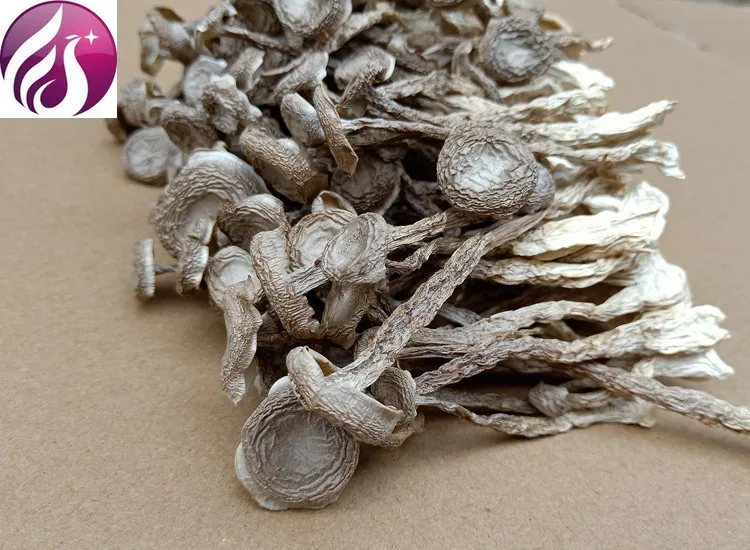 

Shiitake Mushrooms, Nutritional Agricultural Products, Tea Tree Mushrooms