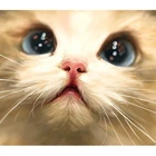 Алмазная 5D картина сделай сам, полноразмернаякруглая вышивка мультяшный Кот, стразы, мозаика, домашний декор