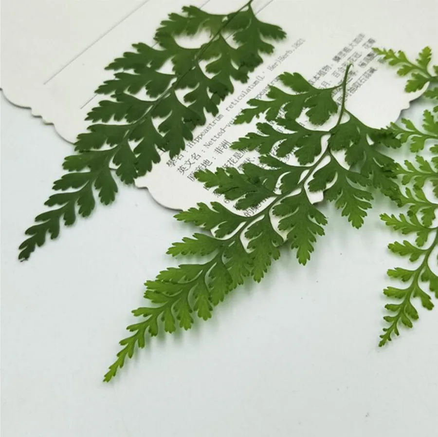 100pcs Pressed Dried Pteris Cretica L. Leaves Plant Herbarium For Jewelry Postcard Invitation Card Phone Case Bookmark DIY | Дом и сад